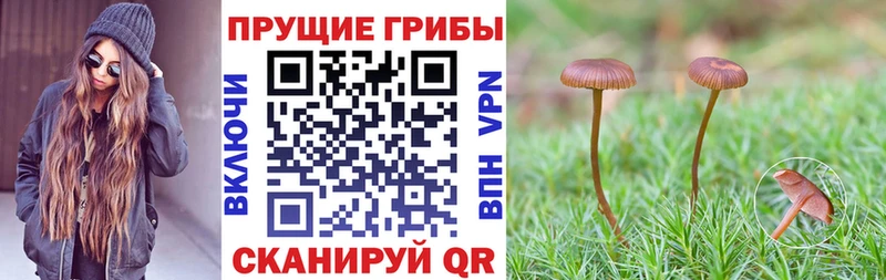 Псилоцибиновые грибы Psilocybine cubensis  где продают   Ачхой-Мартан 